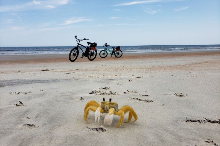Yellow crab and Bikes on the beach